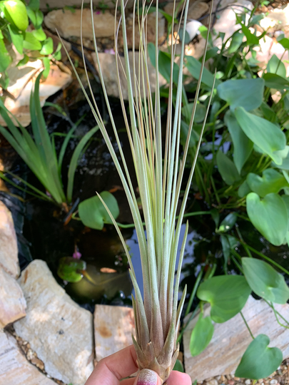 Juncifolia Air Plant, Tillandsia Guatemala Plants, Wedding Decor, Airplants, Bulk, Tillandsia, Terrarium
