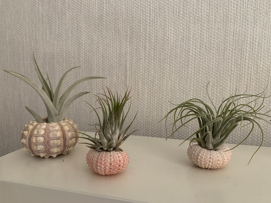 Air Plant Tillandsia | Live in A Beautiful Sea Urchin Natural Fossils, Purifying. Easy Care Plants, Indoor Houseplants, Christmas Gifts