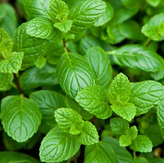 Mint Herb Vegetable Seeds Mentha Viridis Variety | Spearmint Approx. 1350 Organic Seeds