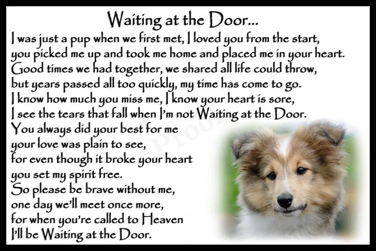 Shetland Sheepdog Sheltie Dog Pet Memorial Rainbow Bridge Gift