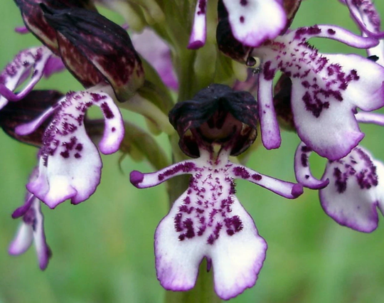 Orchis Purpurea, The Lady Orchid, 1 Bulb Or Seed Pods & Substrate