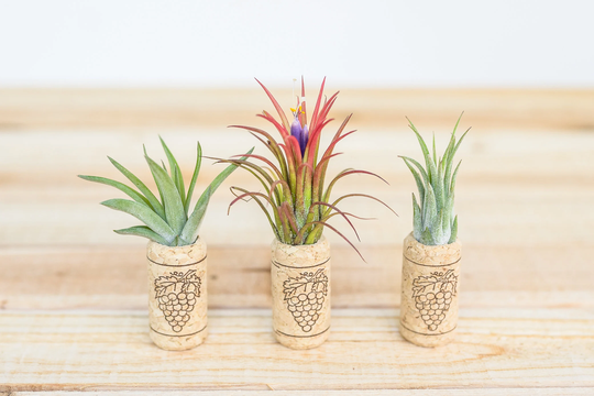 25, 50, 75, Or 100 Wine Cork Magnets With Tillandsia Ionantha Air Plants - 30 Day Plant Guarantee Fast Free Shipping Bulk