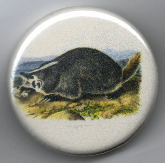 American Badger 1.25 Inch Pinback Button Vintage Illustration