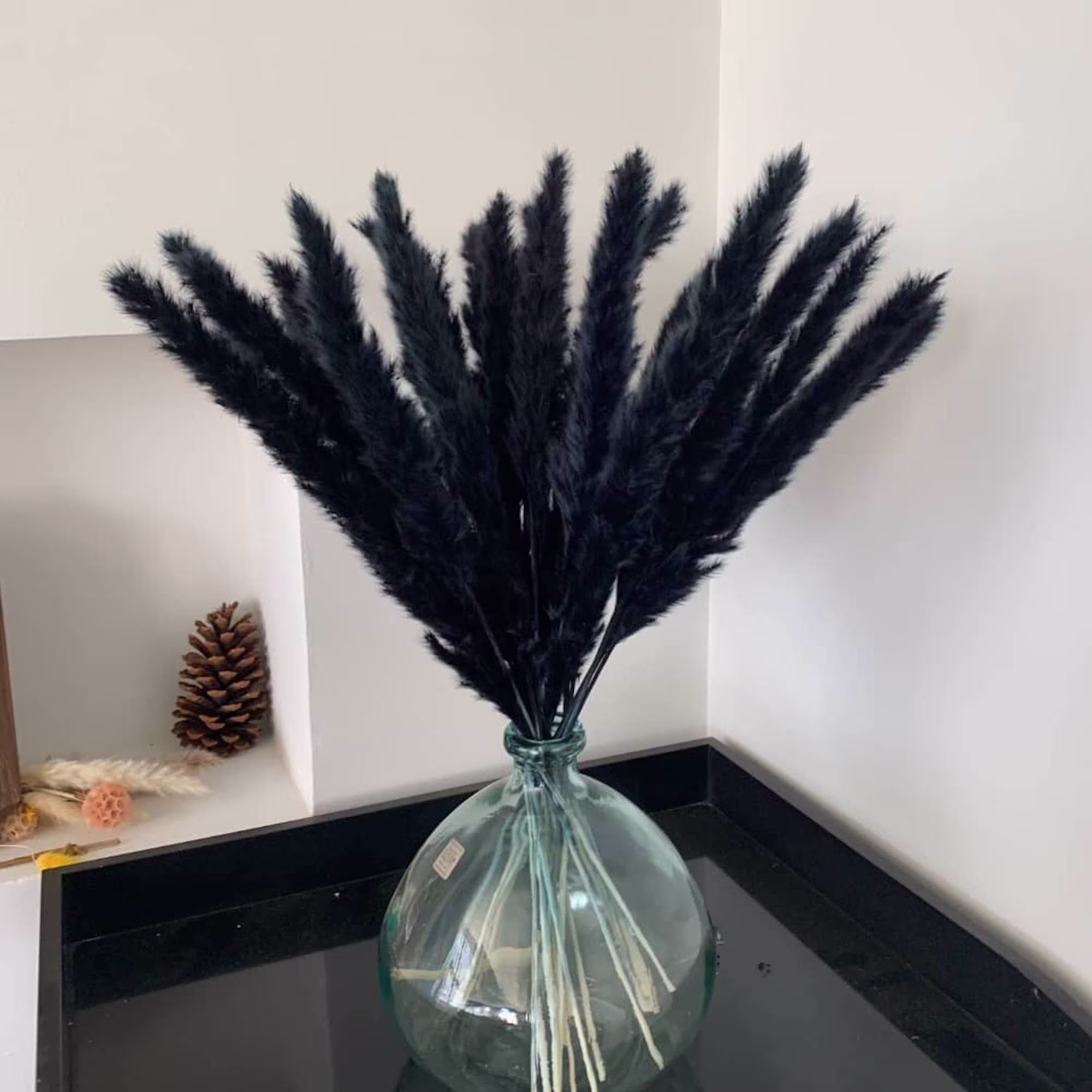 30 Stems Black Pampas Grass 24
