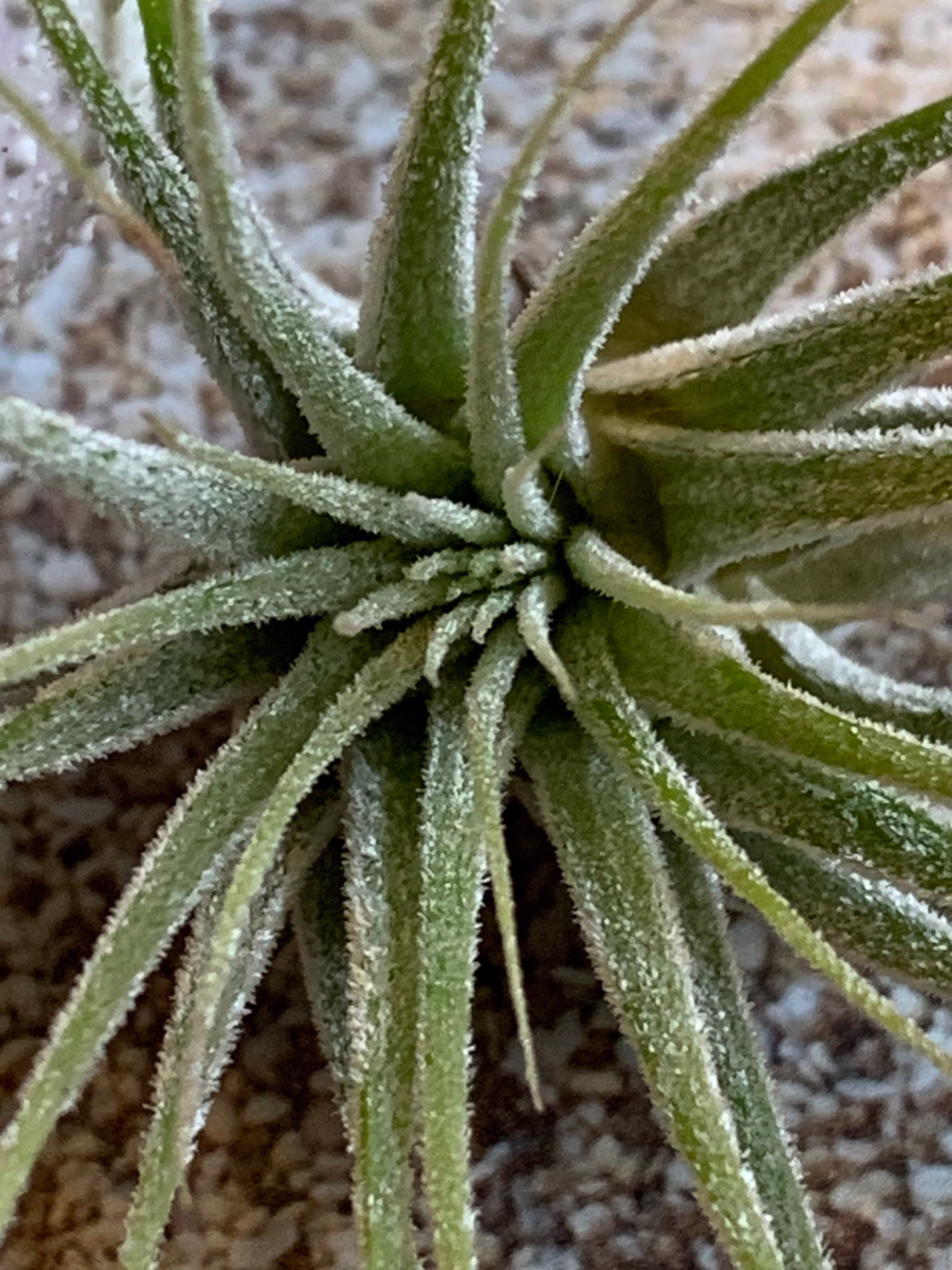 Tillandsia Ionantha Mexican Air Plant, Guatemala Plants, Wedding Decor, Airplants, Bulk, Tillandsia, Terrarium