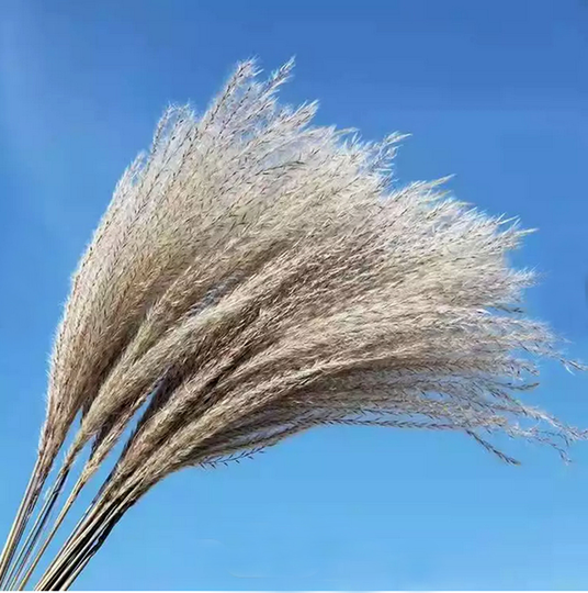 Natural 25