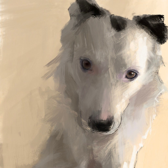Pierrot Whimsical Dog Art White Border Collie Contemporary