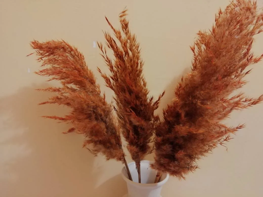 Pampas Grass, Terracotta Colored, Price For One Flower, Dry Reeds, Dried Flowers, Pampas Grass, Wedding Decor, Tall Vase, Centerpieces