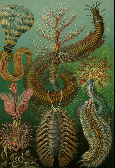 Chaetopoda | Annelids From Ernst Haeckel's Kunstformen Der Natur | Art Forms Of Nature, 1904 - Postcard