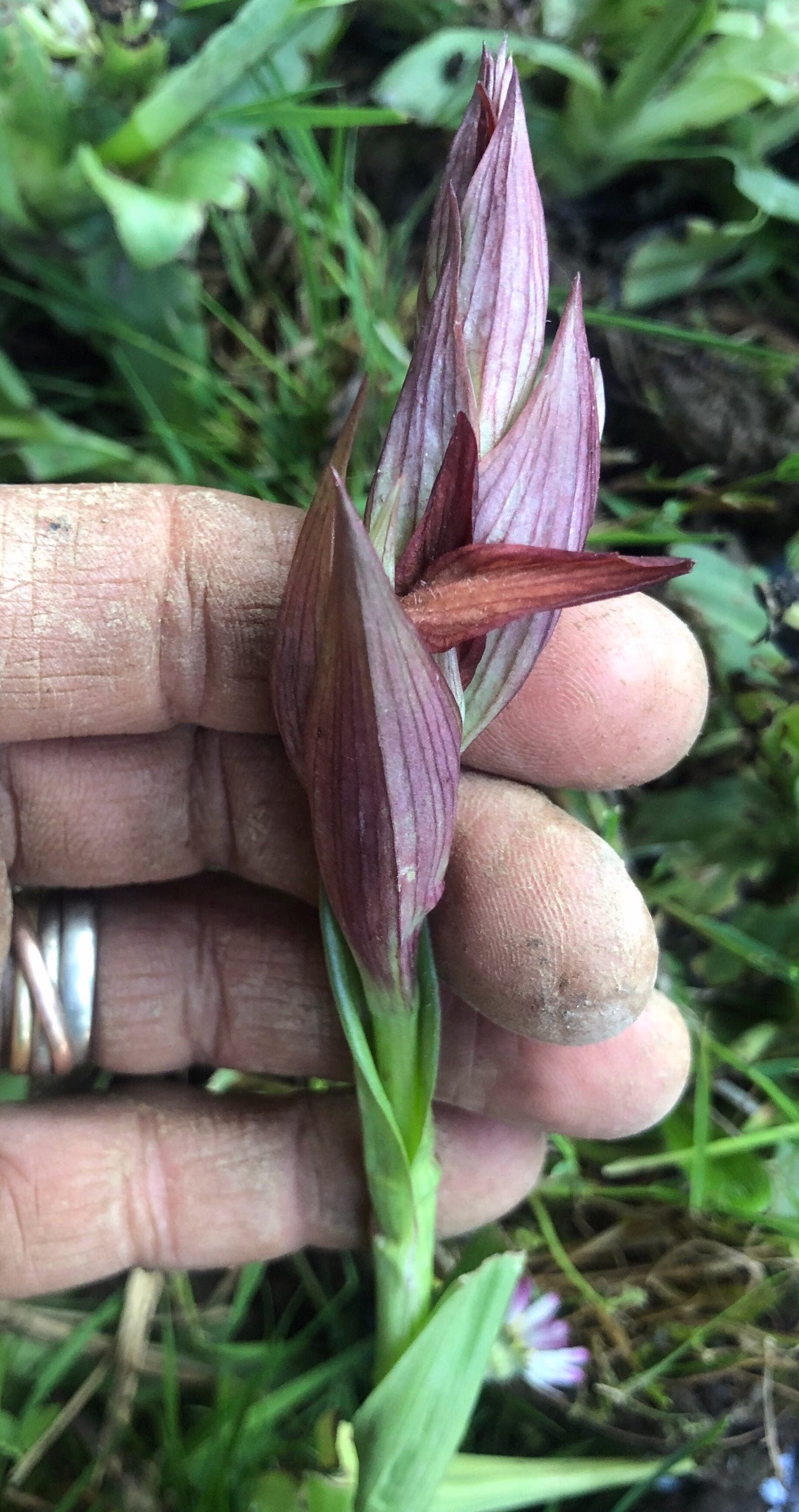 Orchid Serapias Vomeracea Bulb Or Seed Pod & Substrate. Long-Lipped Serapias, Ground Orchid