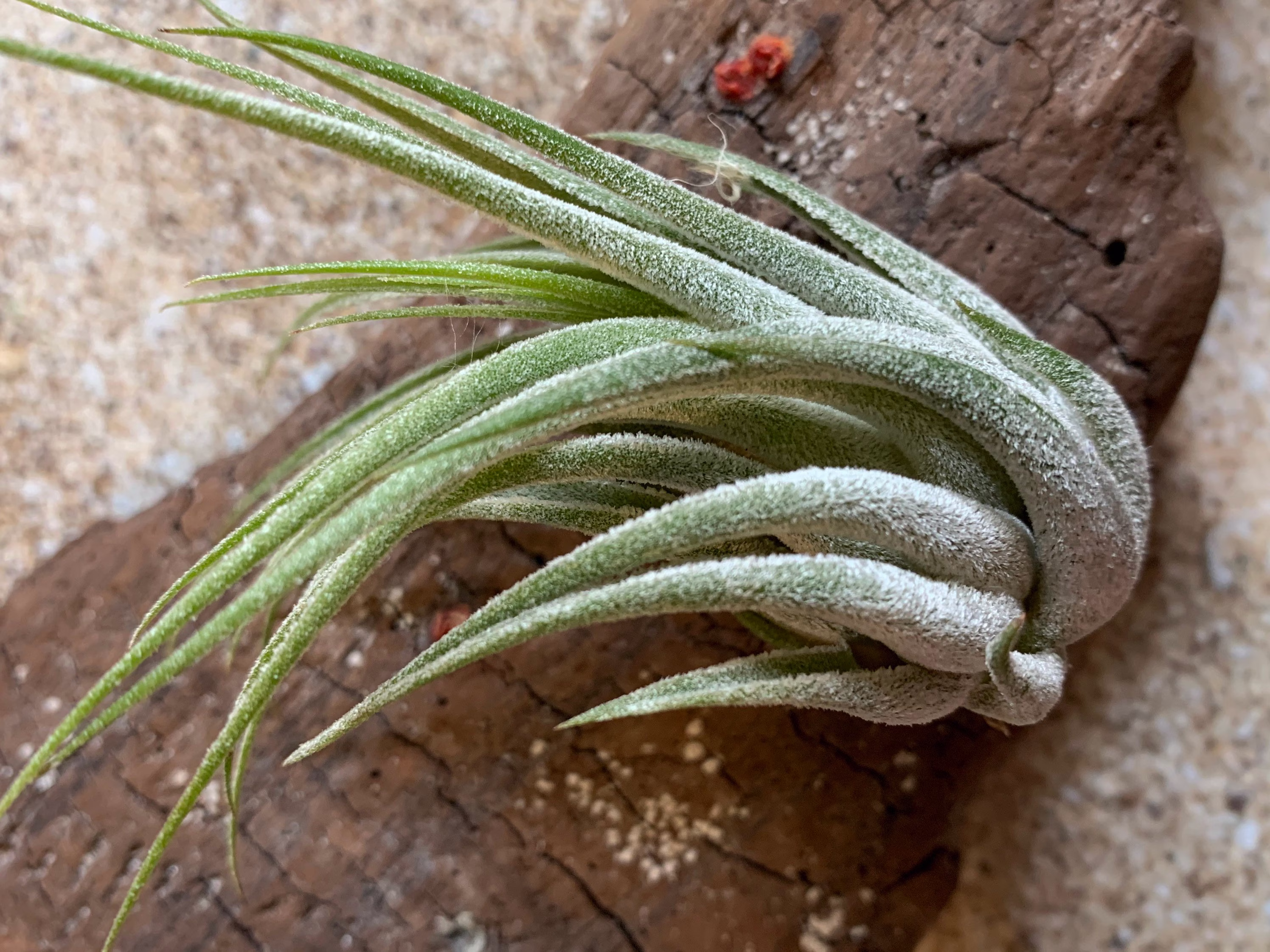 Scaposa Kolby Air Plant, Tillandsia Guatemala Plants, Wedding Decor, Airplants, Bulk, Tillandsia, Terrarium