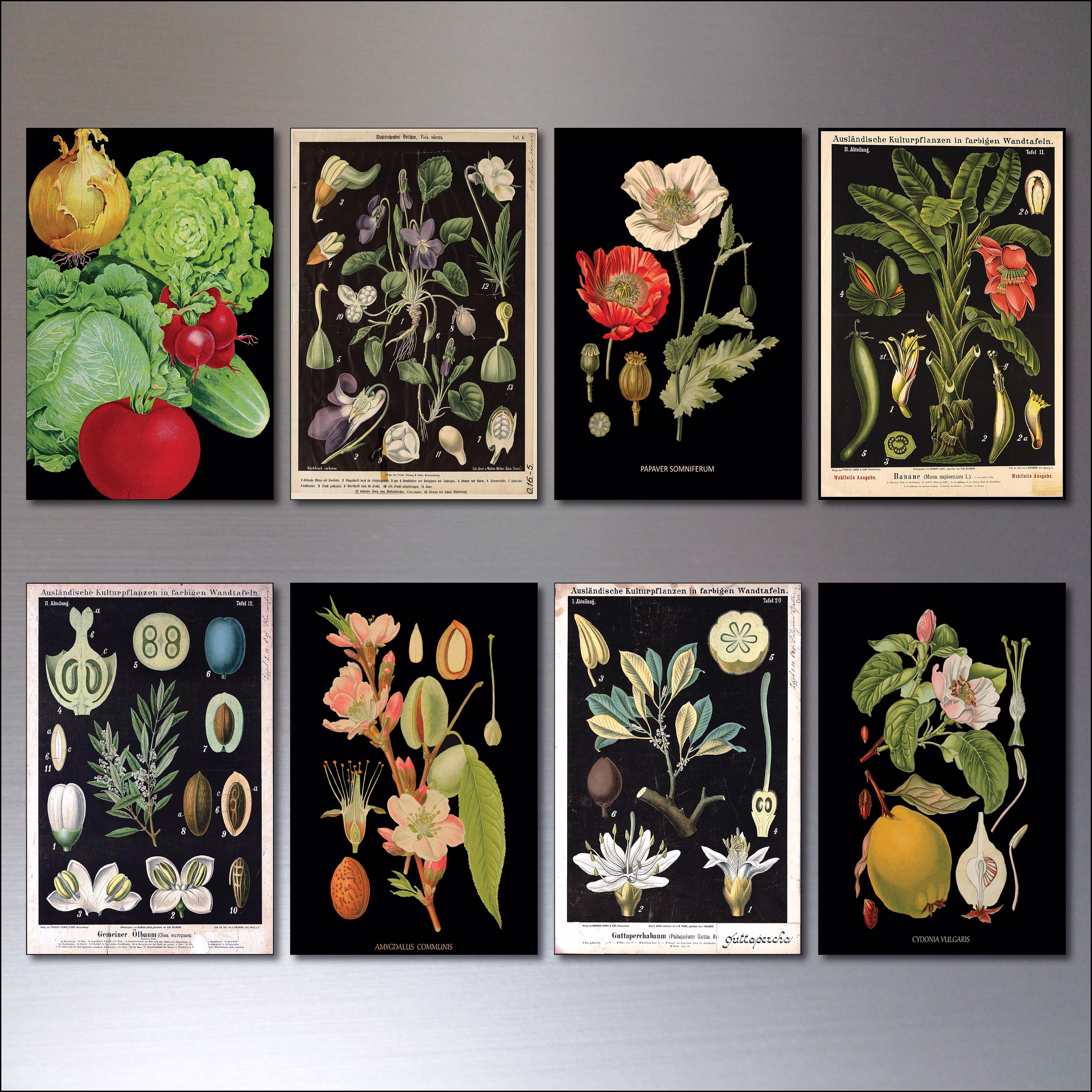 Victorian Botanical Illustrations Decorative Fridge Magnets No.2
