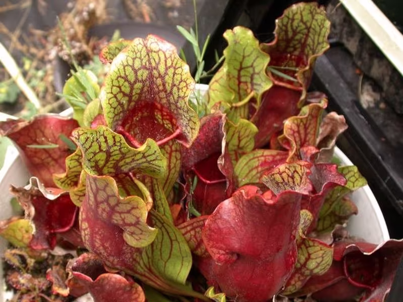 Pitcher Plant