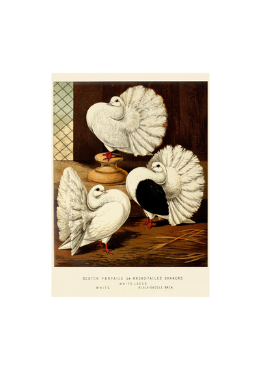 Shaker Pigeons - Antique Lithograph From 1880 Framed/Unframed