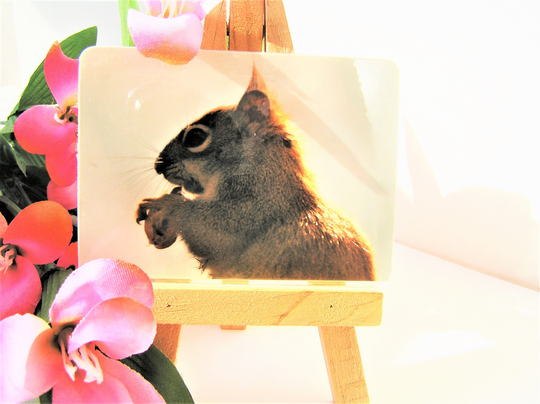Cute Red Squirrel Fridge Or Cabinet Magnet, Wildlife Nature Red Squirrel Animal Lovers Small Gift Friendship, Stocking Stuffer Free Shipping