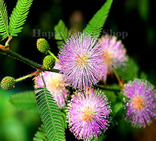 Sensitive Plant - 75 Seeds Touch Me Not Mimosa Pudica
