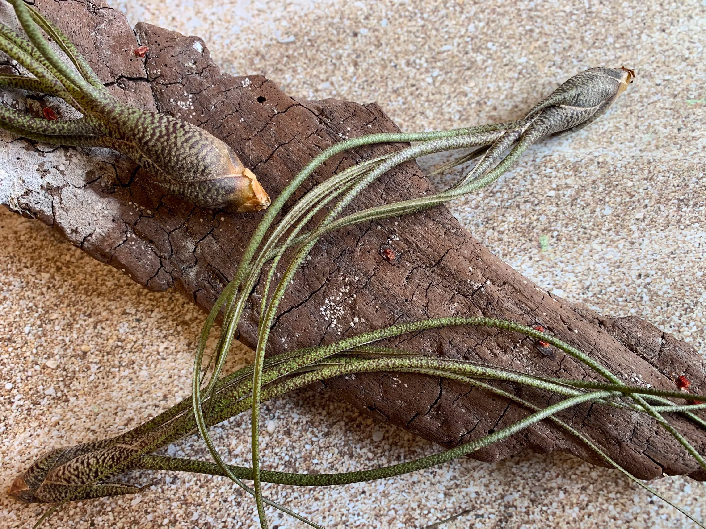 Butzii Air Plant, Tillandsia Plant | Pseudobaileyi Plants, Wedding Decor, Airplants, Bulk, Tillandsia, Terrarium