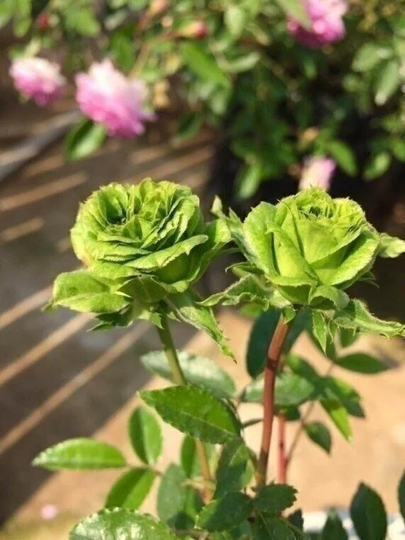Green Rose Seeds | Flower 100 Plant Home Garden Gardening Planting Flowers