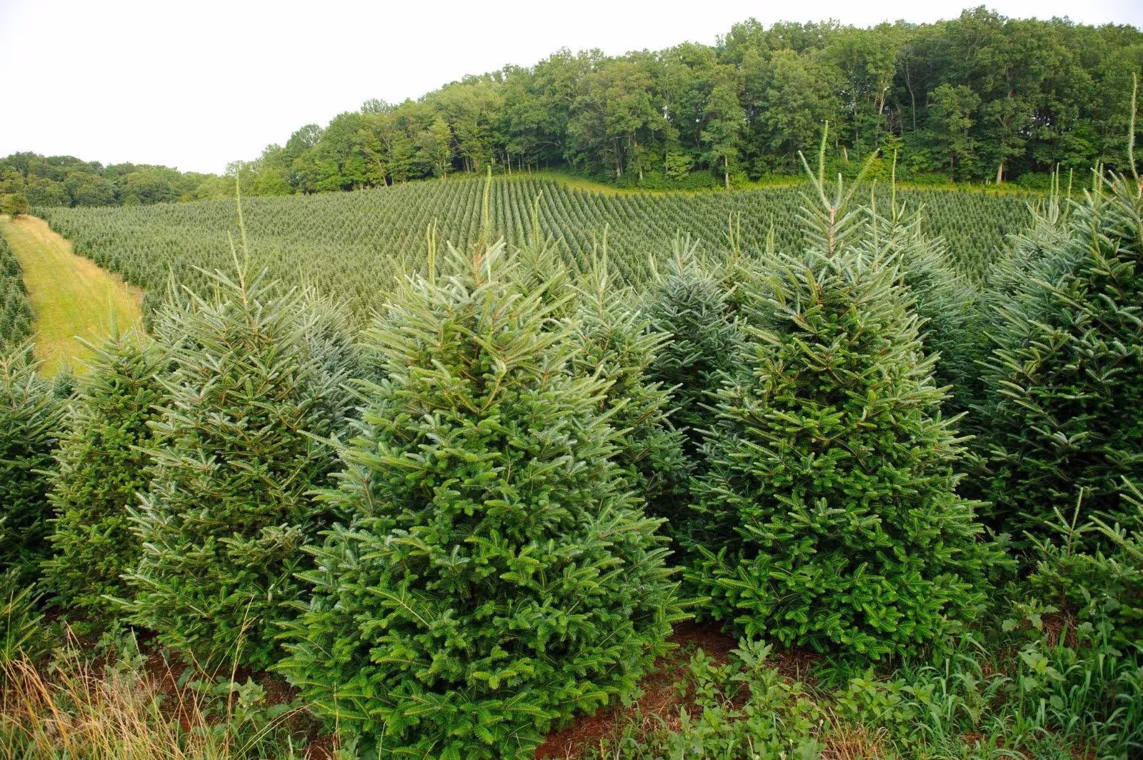 Fraser Fir | Abies Fraseri Christmas Tree Approx. 50 Seeds
