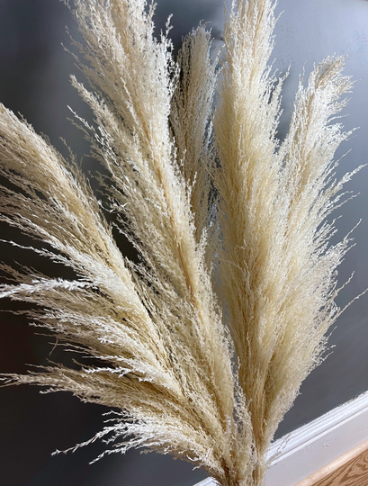 UK Pampas Grass | Cream/Natural Dried Flowers