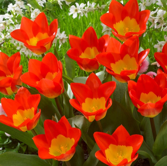 Emperor Tulip Oracle 5 Bulbs