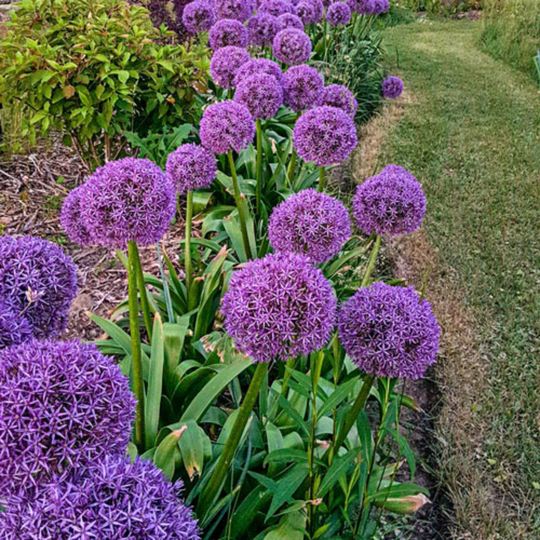 Allium Gladiator 1 Bulb