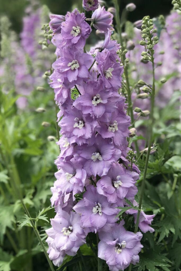 50 Organic Delphinium Guinevere Pacific Giant Perennial Lavender Pink Purple Flower Cut