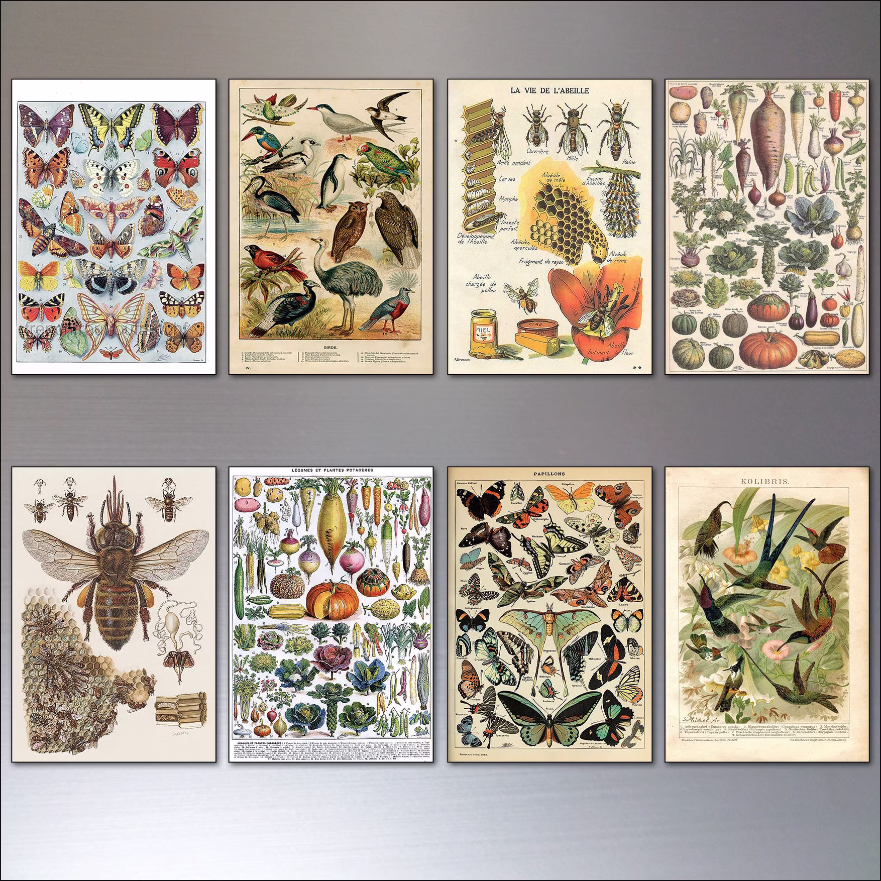Birds, Bees & Butterflies Victorian Botanical Prints Fridge Magnets Set Of 8