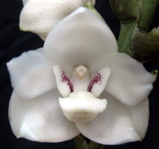 20Pcs Dove Orchid Or Holy Ghost | Peristeria Elata Flower Seeds | Code 90