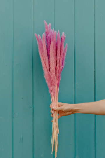Thin 2Ft Magenta Ombre Pampas Grass
