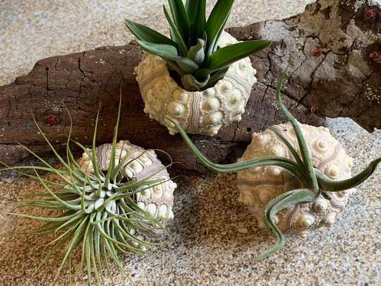 Air Plants & Sea Urchins, Tillandsia Gift Set, Plant, Flowering Airplant, Wedding Decor, Bulk, Tillandsia, Terrarium