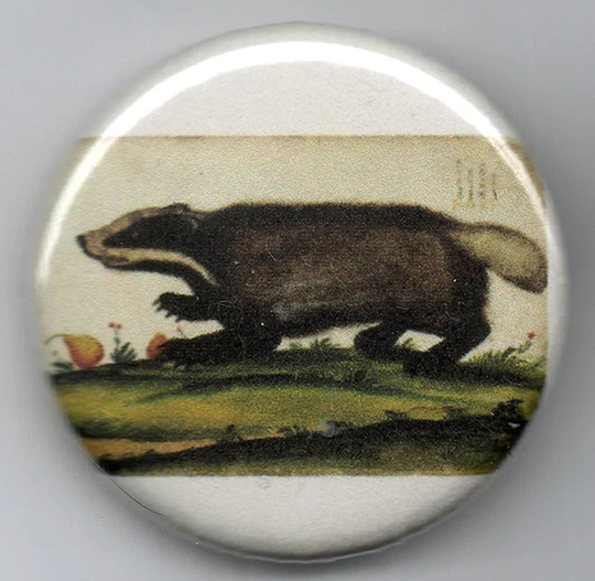 Italian Badger 1.25 Inch Pinback Button Vintage Illustration