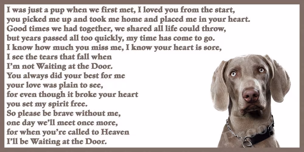 Weimaraner Dog Memorial Fridge Magnet Pet Loss Bereavement Gift