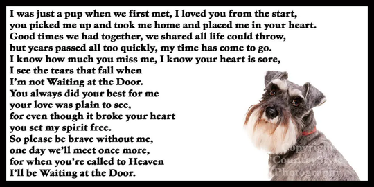 Schnauzer Dog Memorial Sympathy Magnetic Card Bereavement Gift