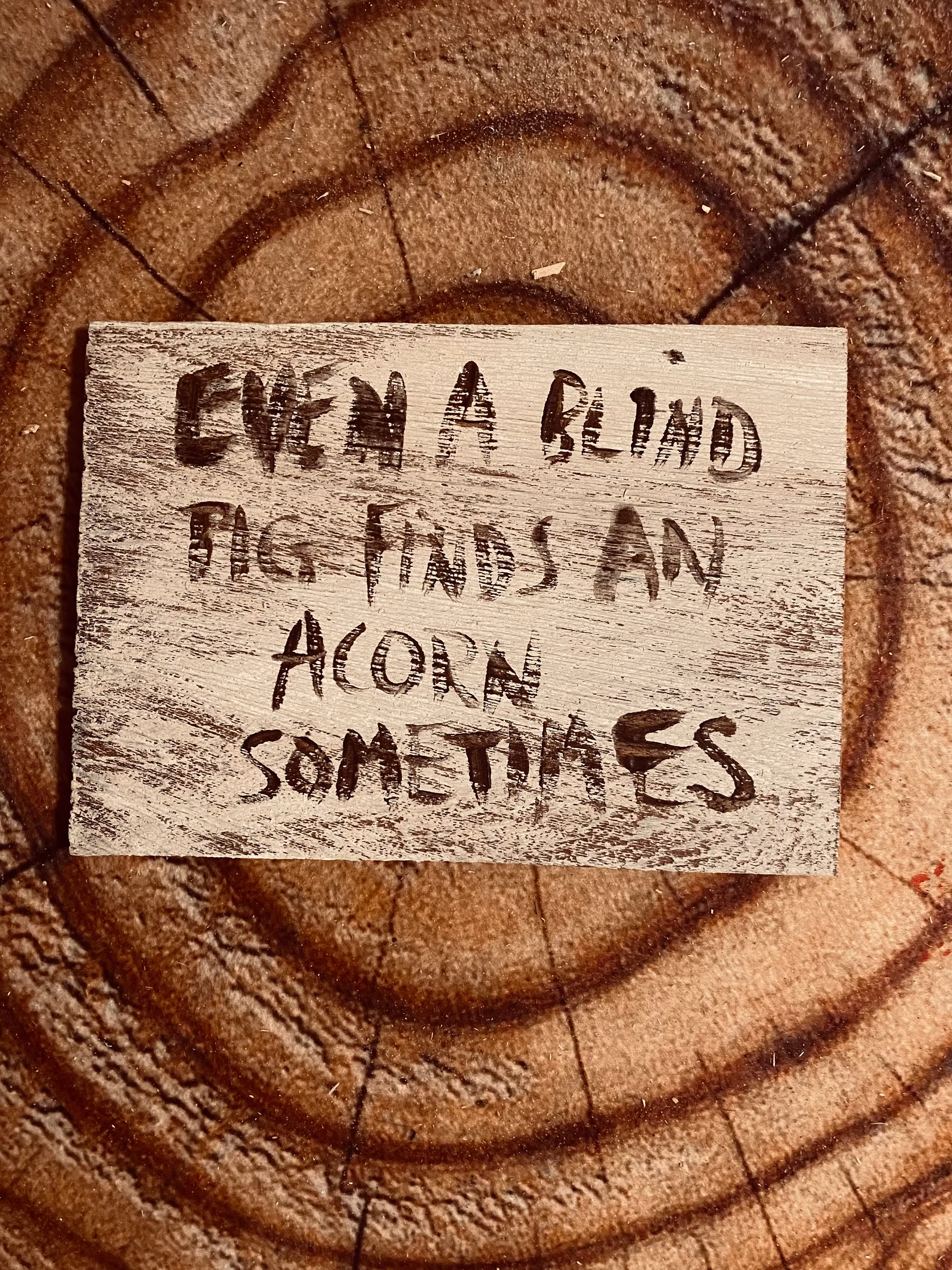 Even A Blind Pig Finds An Acorn Sometimes - 8x5 Hand Lettered On The Outer Banks Cedar Shake Shingle Officially Unofficial Fan Art