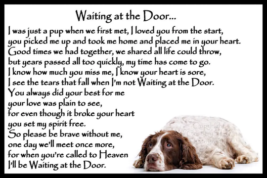 Liver & White Springer Spaniel Dog Memorial Magnetic Sympathy Card Gift