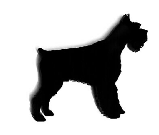 Schnauzer Dog Fridge Magnet in Black