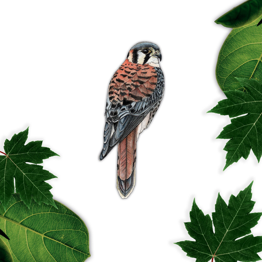 Kestrel Wall Decal, Bird Vinyl Sticker, Of Prey Art Stickers, Nature Stickers in The UK