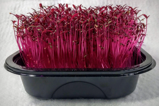 Sprouting - Red Amaranth Garnet 10 Gm Quality Seeds