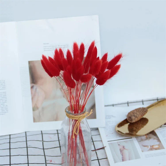 Bunny Tails | 60 Stems Dried Grass Lagurus Long 70cm White Lilac Duck Egg Mustard Red Burgandy Dusky Pink