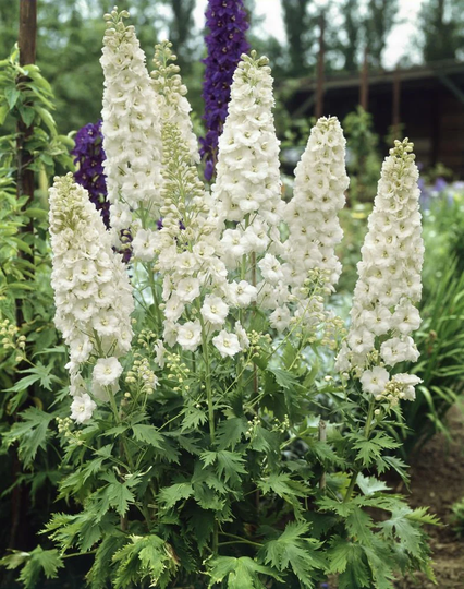 50 Delphinium Galahad Seeds Perennial Samen Somen Zaad Zaden Semi Sementi Semillas Semenetes Siemenet Graines Nasiona