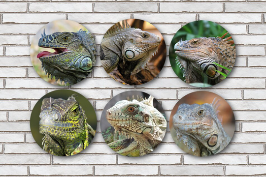 Set Of 6 Iguana Reptile Magnets Or Pinback Buttons/Gifts Decor Gift Party Favors
