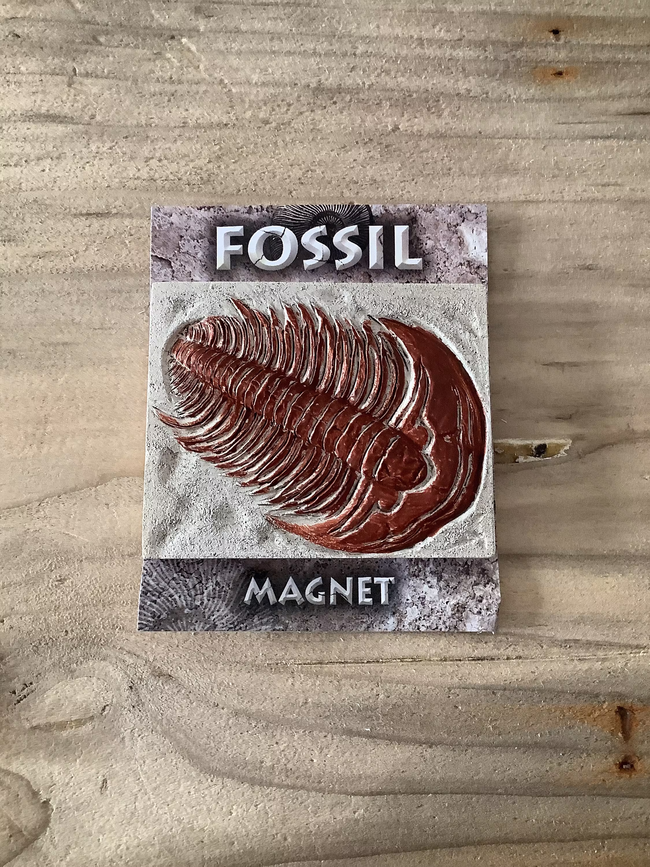 Trilobite Fossil Prehistoric Fridge Magnet