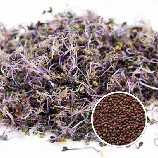Herb - Sprouting Red Cabbage 40 G Premium Seeds