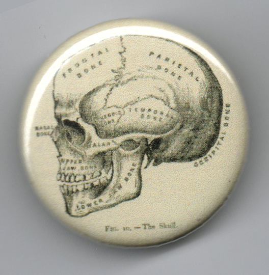 Skull With Scientific Labelling 1.25 Inch Pin Back Button Vintage Image