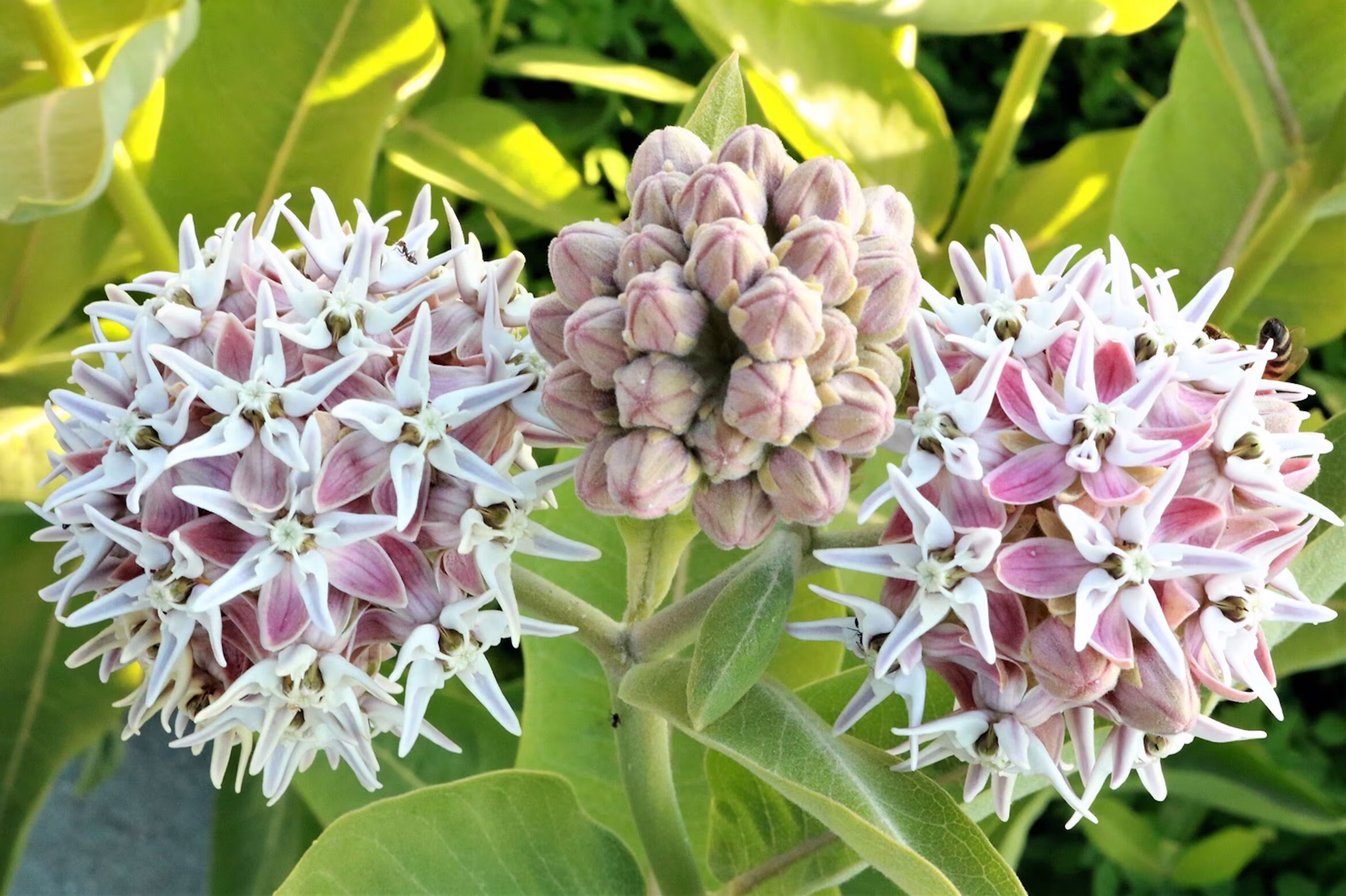 Showy Milkweed Seeds, Monarch Butterfly Attractor, Pink Pollinator Flower, 100 Seeds // Open Pollinated, Non-Gmo, Asclepias Speciosa