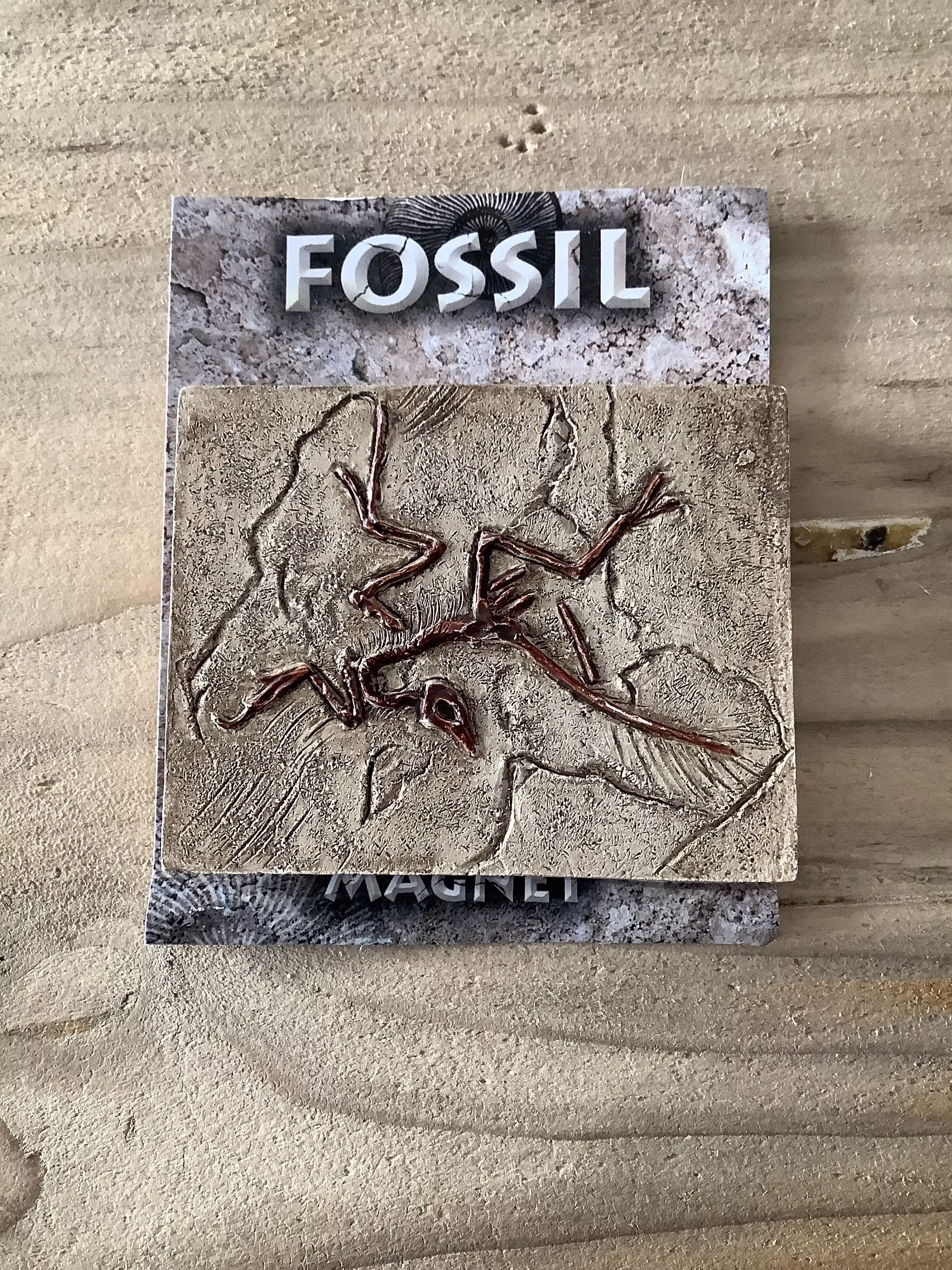 Bird Fossil Prehistoric Fridge Magnet