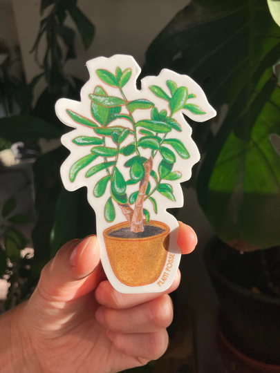 Jade Vinyl Sticker, Plant Art, Stickers, Plant, Houseplants, Gifts, Parent, Gifts Under 5, House Plants, Jade, Potted