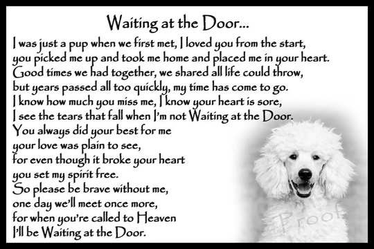 Poodle Pet Dog Memorial Sympathy Magnetic Card Gift