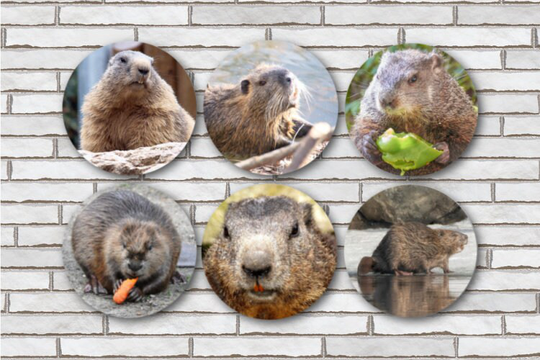 Set Of 6 Beaver Fridge Magnets, Pinback Buttons Or Scrapbook Flair 1.25